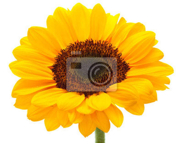 Фотообои - Подсолнечник на белом фоне