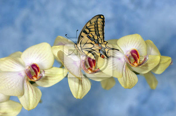 Фотообои - Бабочка на орхидее