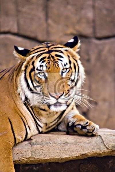 Фотообои с портретом тигра