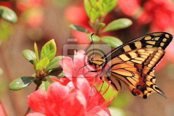 Фотообои - Роскошная бабочка