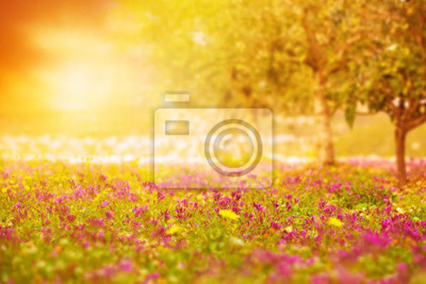 Фотообои - Цветочное поле