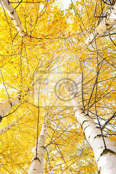Фотообои для потолка - Осенние березки
