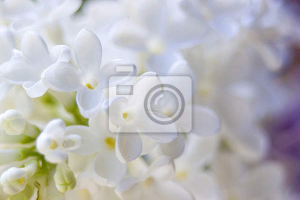 Фотообои - Цветение белой сирени