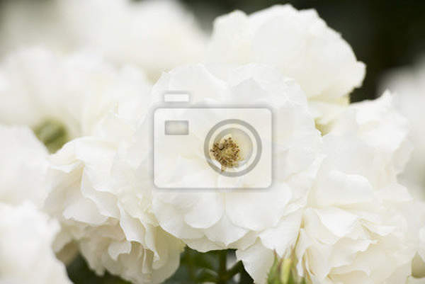 Фотообои - Чайные розы