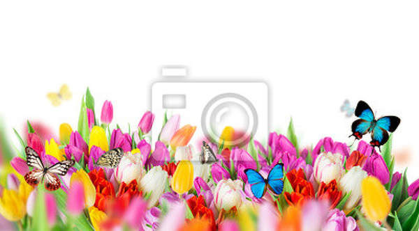 Фотообои с тюльпанами на белом фоне
