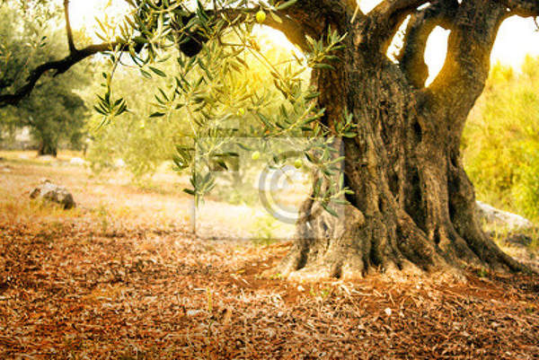 Фотообои - Старое дерево