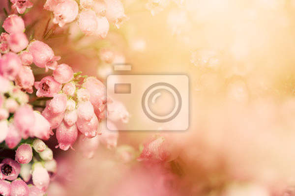 Фотообои - В цвету