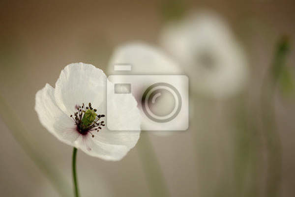 Фотообои с белым маком