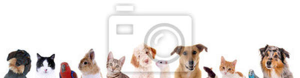 Фотообои - Панорама с животными