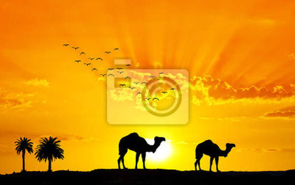 Фотообои - Верблюды на закате
