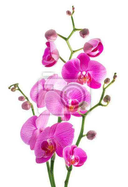 Фотообои для стен - Веточка орхидеи