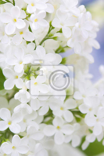 Фотообои для стен - Белая сирень