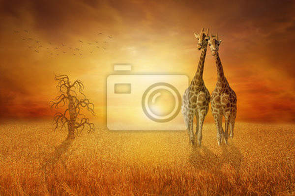 Фотообои - Жирафы в поле на закате