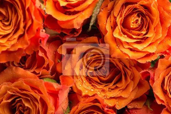 Фотообои - Оранжевые розы