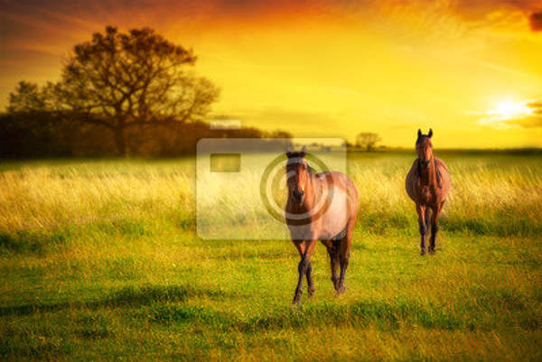 Фотообои - Лошадки на закате