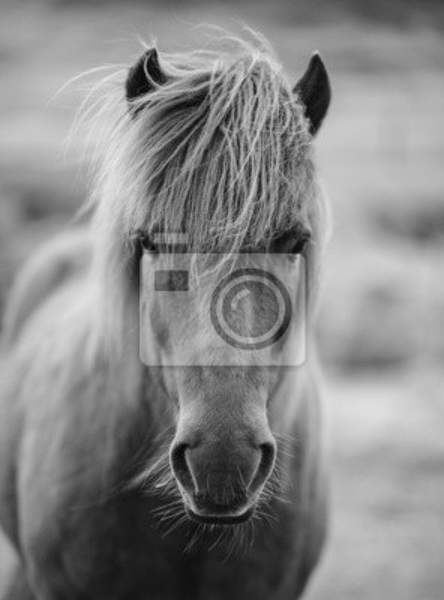 Фотообои - Портрет лошади