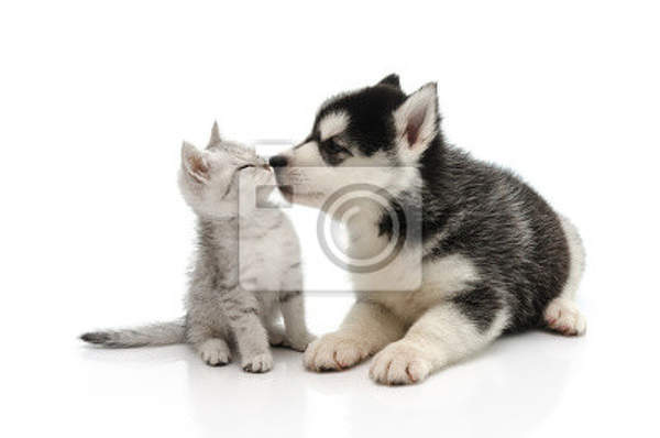 Фотообои - Кот и пес