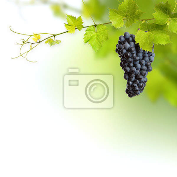 Фотообои - Ветвь винограда