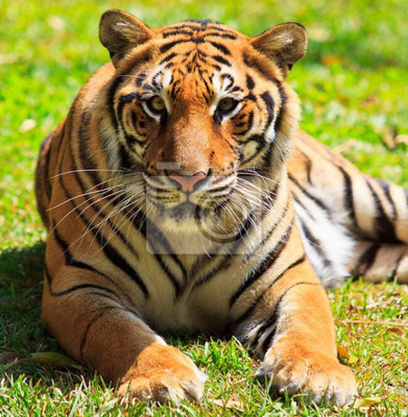 Фотообои  с крупным тигром