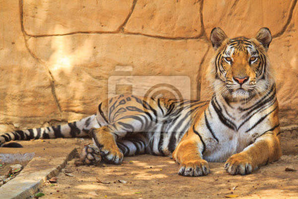 Фотообои - Молодой тигр