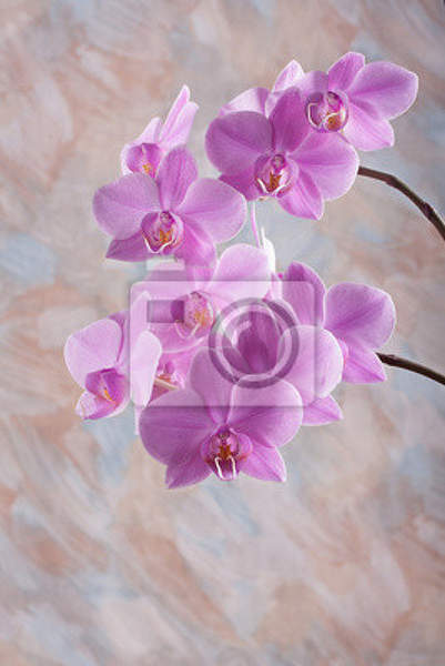Фотообои - Нежность орхидеи