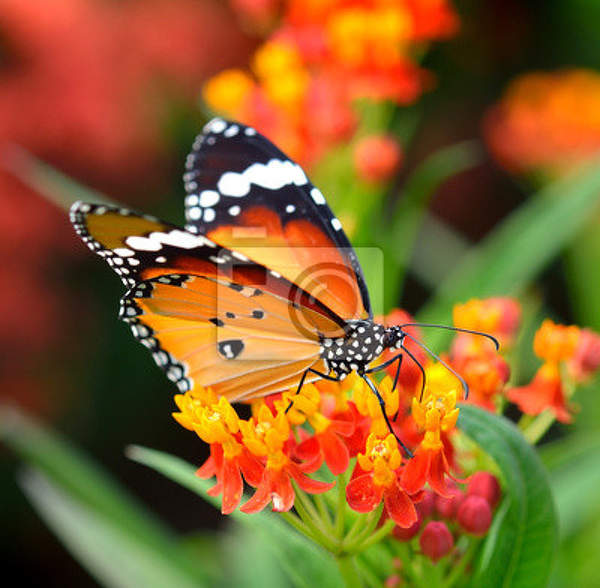 Фотообои - Оранжевая бабочка