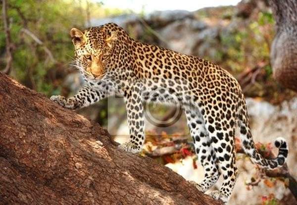 Фотообои с милым леопардом