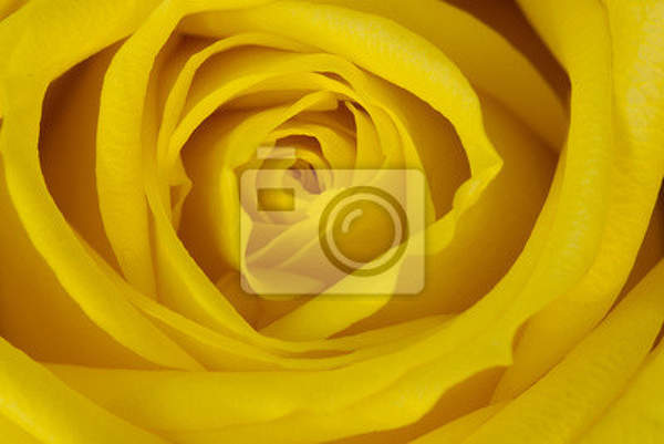 Фотообои - Желтая роза