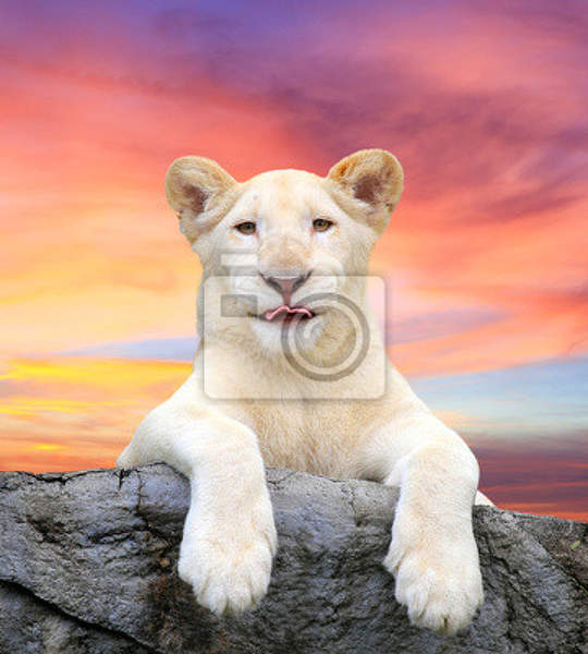 Фотообои для стен - Белый лев
