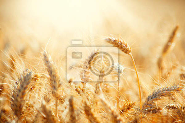 Фотообои - Пшеница