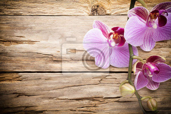 Фотообои с красивой орхидеей