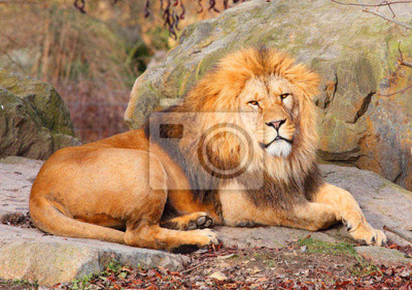 Фотообои - Большой лев