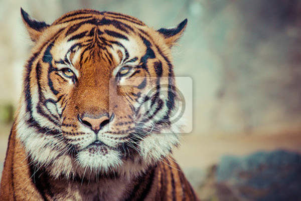 Фотообои для стен - Портрет тигра
