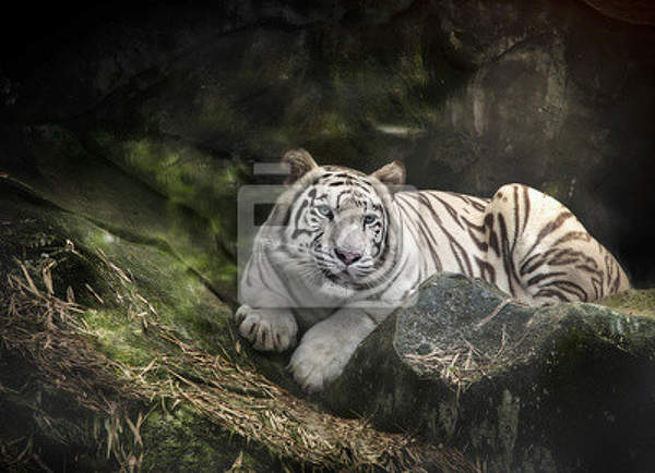 Фотообои с белым тигром