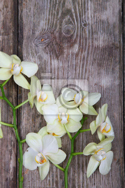 Фото обои - Орхидеи