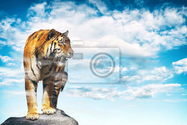 Фотообои - Тигр и небо