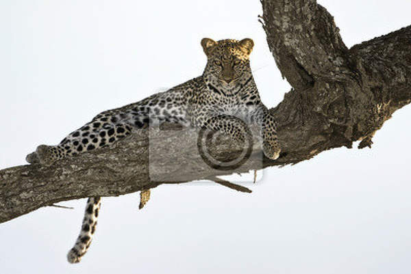 Фотообои на стену - Леопард на ветке