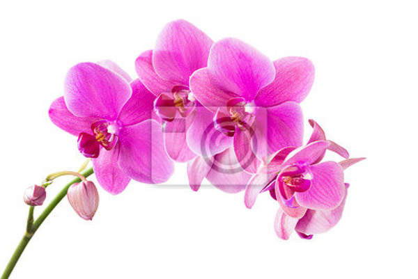 Фотообои - Розовая ветвь орхидеи