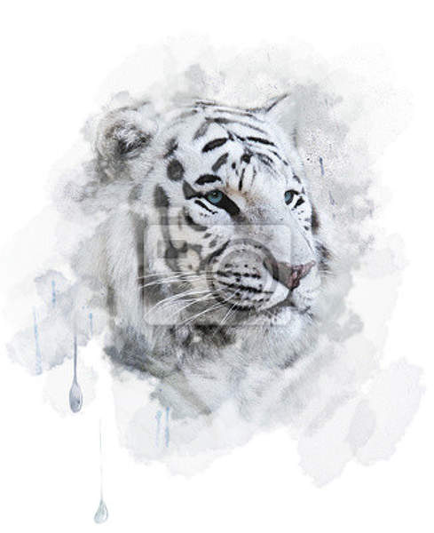 Арт-обои - Портрет белого тигра