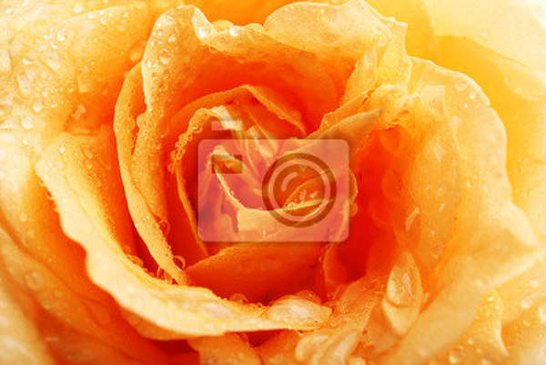 Фотообои для стен - Роза