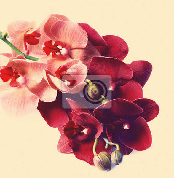 Фотообои - Темные орхидеи