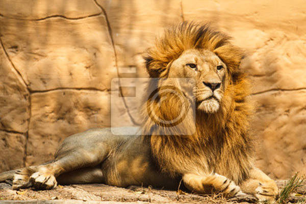 Фотообои на стену с большим львом
