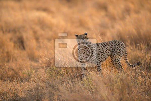 Фотообои - Леопард в Танзании