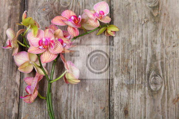 Фотообои с орхидеей на деревянном фоне