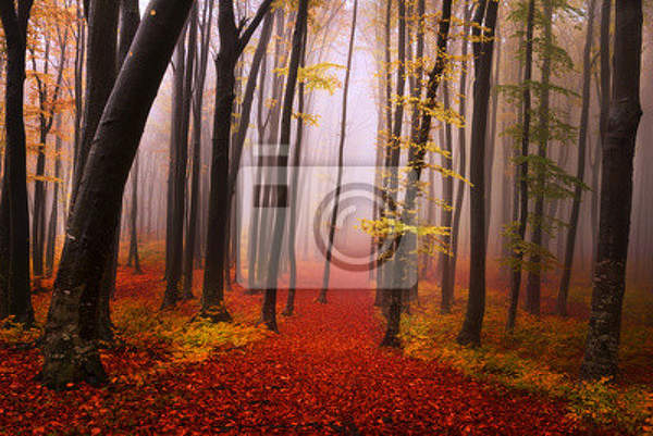 Фотообои для стен - Таинственный лес
