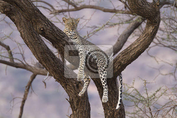 Фотообои на стену - Леопард на ветви