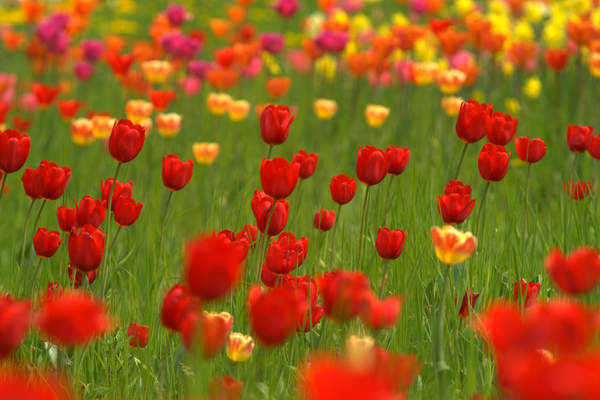 Фотообои с красными и желтыми тюльпанами