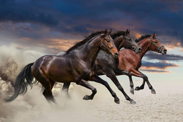 Фотообои - Лошади бегущие галопом