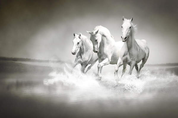 Фотообои - Три белых коня