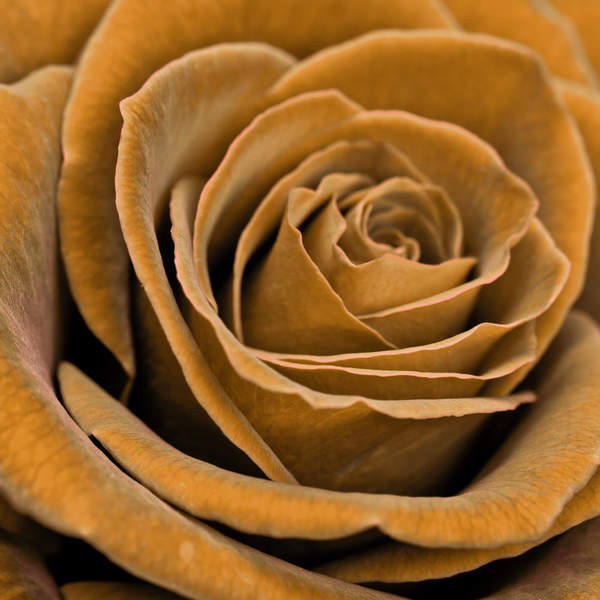 Фотообои с золотой розой